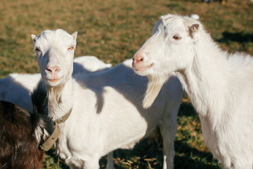Fototapeta premium Sweet goats with funny beards on background of other goats grazing in countryside. Cute white goats standing in green meadow in calm sunny day on farm.