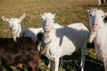 Fototapeta premium Sweet goats with funny beards on background of other goats grazing in countryside. Cute white goats standing in green meadow in calm sunny day on farm.