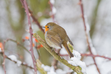 European Robin - Robin in Snow 