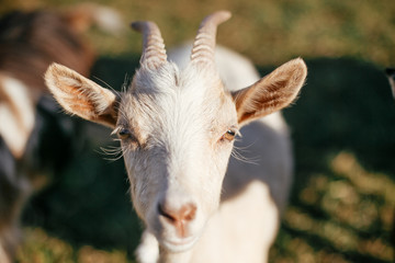 Portrait of sweet goat with horns on background of other goats grazing in countryside. Cute white goats standing in green meadow in calm sunny day on farm.