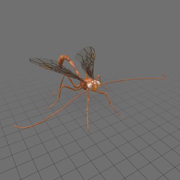 Enicospilus Myricae1