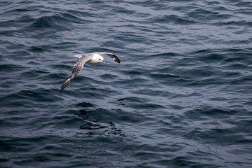 Möwe im Flug