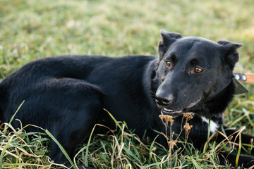 Portrait of cute dog lying in grass and relaxing  in green park. Adoption from shelter concept. Mixed breed black dog. Sweet black doggy on walk
