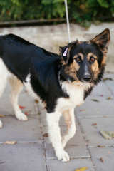 Cute fluffy dog walking with volunteer in summer day in park. Adoption from shelter concept. Mixed breed black and white dog. Sweet  doggy on walk