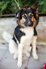 Cute fluffy dog sitting next to volunteer in summer day in park. Adoption from shelter concept. Mixed breed black and white dog. Sweet  doggy on walk