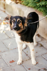 Cute scared fluffy dog walking with volunteer in summer day in park. Adoption from shelter concept. Mixed breed black and white dog. Sweet  doggy on walk