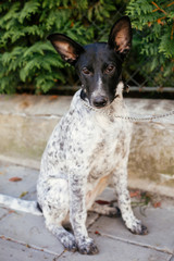 Cute dog sitting next to volunteer in summer day. Adoption from shelter concept. Mixed breed black and white dog. Sweet doggy in shelter with sad look