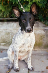 Cute dog sitting next to volunteer in summer day. Adoption from shelter concept. Mixed breed black and white dog. Sweet doggy in shelter with sad look