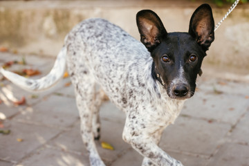 Cute scared dog walking  next to volunteer in summer day. Adoption from shelter concept. Mixed breed black and white dog. Sweet doggy in shelter with sad look