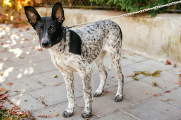 Cute scared dog walking  next to volunteer in summer day. Adoption from shelter concept. Mixed breed black and white dog. Sweet doggy in shelter with sad look
