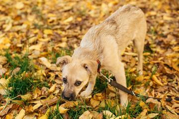 Cute scared dog walking next to volunteer in autumn park. Adoption from shelter concept. Mixed...