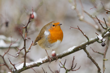 European Robin - Robin in Snow 