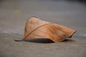 Fototapeta na wymiar Alone Leaf