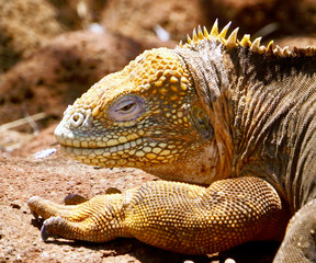 iguana of norte seymour island in the galapagos