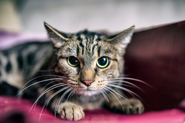 Scared gray cat in carrying animal.