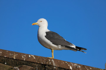 Greater Black Backed Gull (Larus marinus) against a blue sky.  Taken at my local park in Cardiff, Wales, UK