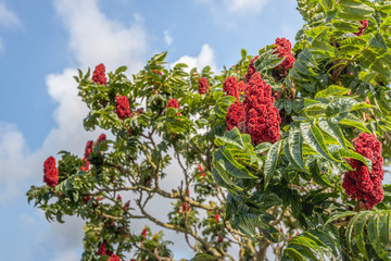 Striking red fruits in the staghorn sumac tree