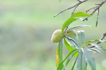 peach plant or Peach tree, Prunus persica
