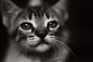 The cat is a small carnivorous mammal