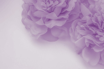 Beautiful abstract color blue and purple flowers on white background and blue flower frame and pink leaves texture, light purple background, colorful banner happy valentine