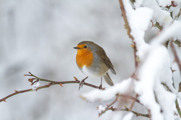 European Robin - Robin in Snow 