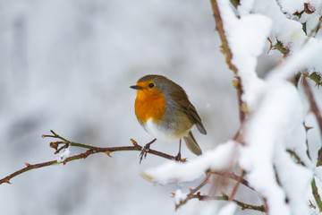 European Robin - Robin in Snow 