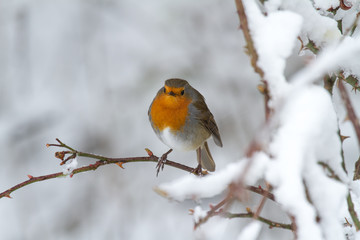 European Robin - Robin in Snow 