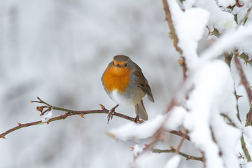 European Robin - Robin in Snow 