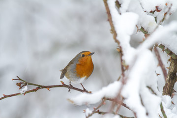 European Robin - Robin in Snow 