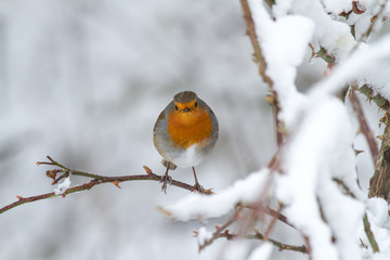 European Robin - Robin in Snow 