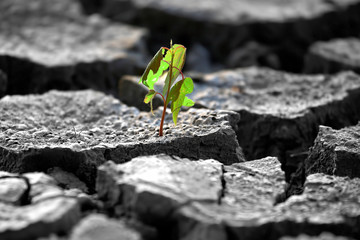 sprout plants growing on very dry cracked earth