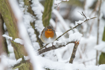 European Robin - Robin in Snow 