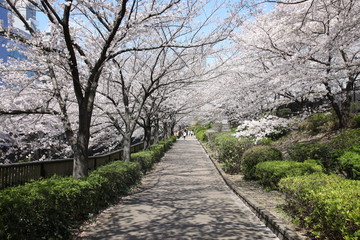 Cherry blossoms at Meguro River, Tokyo, Japan