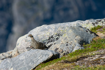 Rock Ptarmigan Bird well camouflaged against the mountains of beautiful Lofoten, Norway. Birdwatching Lofoten Traveling in Norwegian beautiful Landscapes.