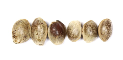 Set hemp seeds macro isolated on white background, top view