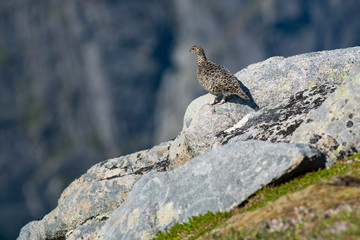 Rock Ptarmigan Bird well camouflaged against the mountains of beautiful Lofoten, Norway. Birdwatching Lofoten Traveling in Norwegian beautiful Landscapes.