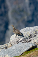 Rock Ptarmigan Bird well camouflaged against the mountains of beautiful Lofoten, Norway. Birdwatching Lofoten Traveling in Norwegian beautiful Landscapes.
