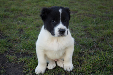 Black and white very serious puppy sitting on the grass close-up
