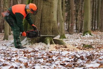 ein Holzfäller fällt einen dicken Baum