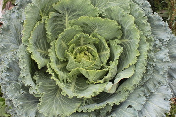Green young cabbage growing in a summer garden.