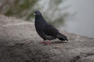 pigeon on a background