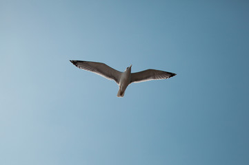 seagull in flight