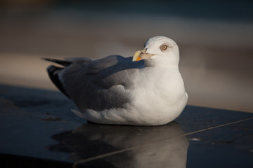 seagull on the beach