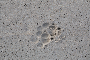 dog leaving footprint on the sand