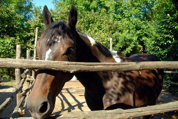 horse behind the fence