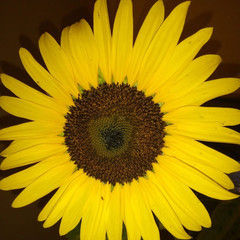 a sunflower on a black background