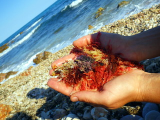 red algae in the hands by the sea ,side photo