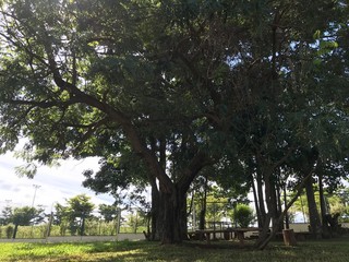 trees in the park