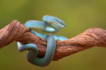 Blue viper