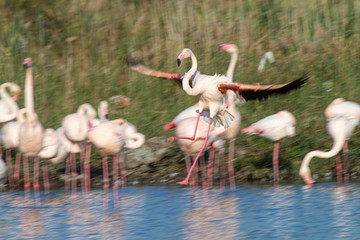 Flamant rose en vol